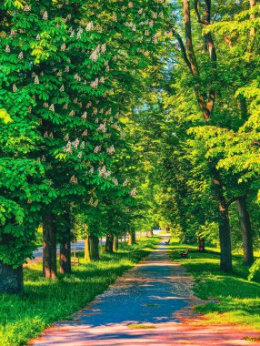 Picturesque Bulvarı Çiçek açan ağaçlar ve bereketli yeşilliklerle kaplı, Güneşle yıkanmış, Serene ve ferahlatıcı bir Çevre Sağlama Gezintisi ve Açık Hava Gevşemesi İçin ideal