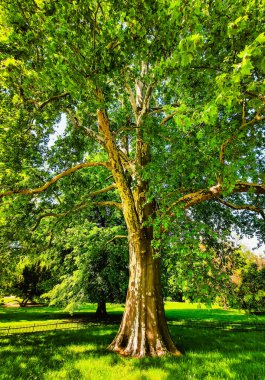Güneş Işığı Parkı 'nda güçlü bir gövdesi olan görkemli Ağaç ve gür yeşil bir tepe örtüsü, Doğanın Güzelliğini ve Huzurunu, Rahatlama ve Dış Zevk İçin Mükemmel
