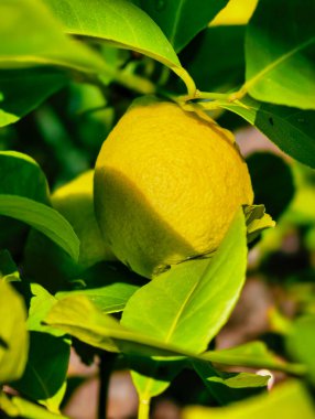 Yeşillik Yapraklar Arasında Yuvalanmış Olgun Bir Limonun Yakın Çekimi, Meyve 'nin Dokusunun ve Renginin Vurgulanması, Mutfak ve Bahçe Teması İçin Mükemmel