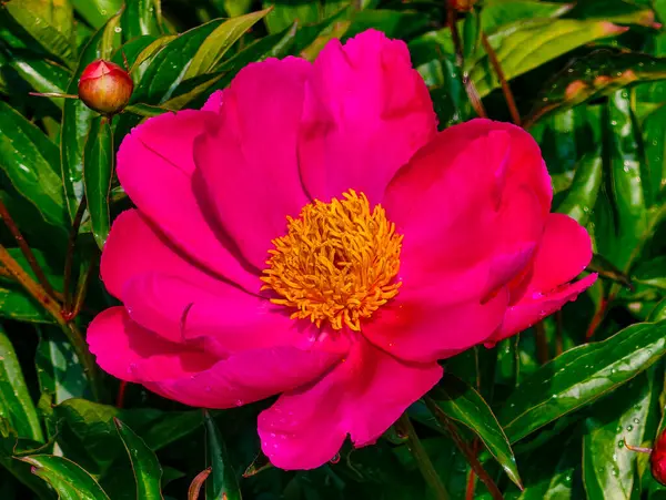 Sersemletici Pembe Şakayık Çiçeği Dolu Çiçek, Altın Merkezi ile canlılığı yaymak, Çiçek Tutkuları ve Doğa Aşıkları için Bahar Bahçeleri Özünü Mükemmel yakalamak,