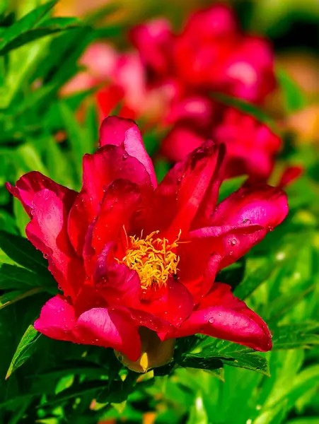 Narin yağmur damlalarıyla Pembe Şakayık Çiçeği, Yeşilliğe Karşı Sönük, Çiçek Tutkunları ve Doğal Aşıklar İçin Baharın Görkemli Bahçelerini Kutluyor