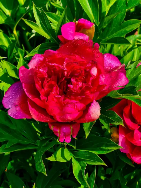 Dolu Çiçekli Pembe Şakayıklar, Lush Green Yeşillikleri ile çevrili, Çiçek ve Doğa Tutkunları İçin Bahar Bahçelerinin Güzelliğini Kutluyor