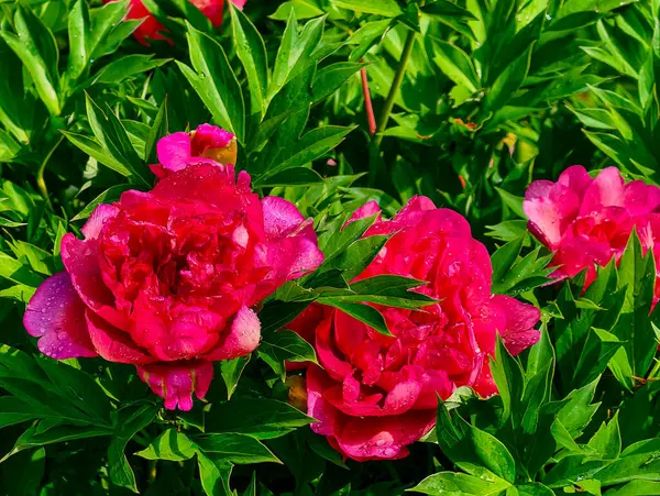 Dolu Çiçeklerdeki Pembe Şakayık Kümesi, Etrafı Lush Green Yeşillikleri ile çevrili, Çiçek ve Doğa Tutkunları İçin Bahar Bahçelerinin Güzelliğini Kutluyor