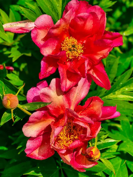 İki Tonluk Pembe Şakayık Çiçeği Hassas Yağmur Damlaları, Yeşilliğe Karşı Set, Çiçek Tutkuları ve Doğa Aşıkları İçin Baharın Görkemli Bahçeleri Kutlaması. Dikey biçim fotoğrafçılığı 