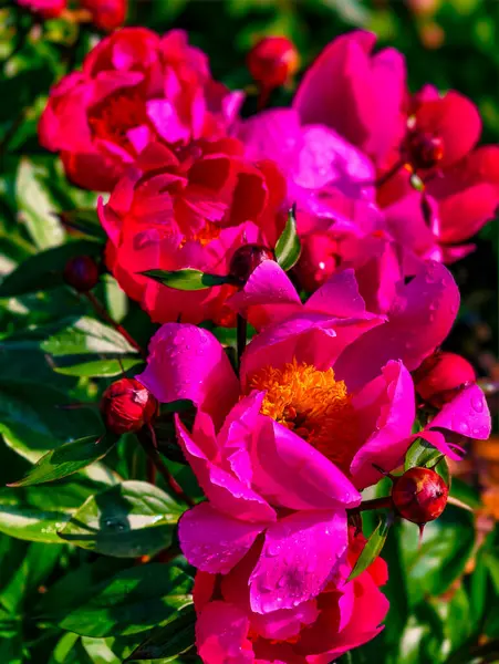 Çiçek açan parlak pembe şakayıklardan oluşan nefes kesici buket, Yağmur damlalarıyla süslenmiş, Baharın Güzelliğini Kutlayan ve Çiçek Tutkunları ve Bahçe Aşıkları İçin Doğanın Canlı Renkleri