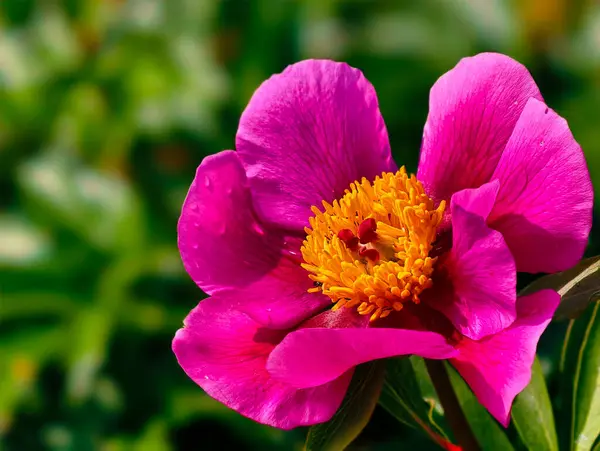 Canlı sarı merkezli parlak pembe şakayık çiçeği, çiçek desenleri, doğa temalı dekorlar ve botanik projeleri için mükemmel.