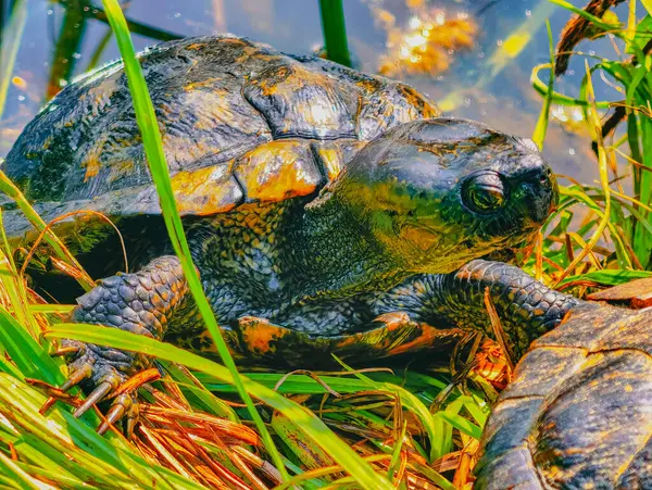 Suyun kenarındaki yemyeşil çimlerde dinlenen bir kaplumbağanın yakın çekimi, eşsiz dokularını ve renklerini yakalıyor, vahşi yaşam projeleri için ideal. Stok fotoğrafçılığı 