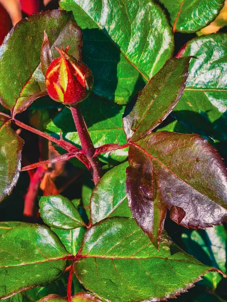 Tomurcuklanan yeşil yapraklı bir gülün yakın çekimi doğanın karmaşık güzelliğini gözler önüne seriyor, çiçek tasarımı temalar, bahçe projeleri ve ilham verici dekorasyon için.