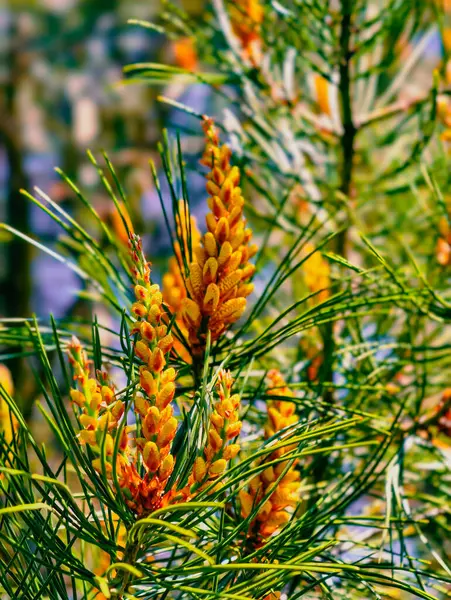 Yeşillik yeşil çam iğneleri arasında sersemletici yakın plan sarı çam çiçekleri, doğanın güzelliğini yakalamak botanik projeleri, çevre temaları ve doğadan esinlenilmiş dekorlar için ideal.. 