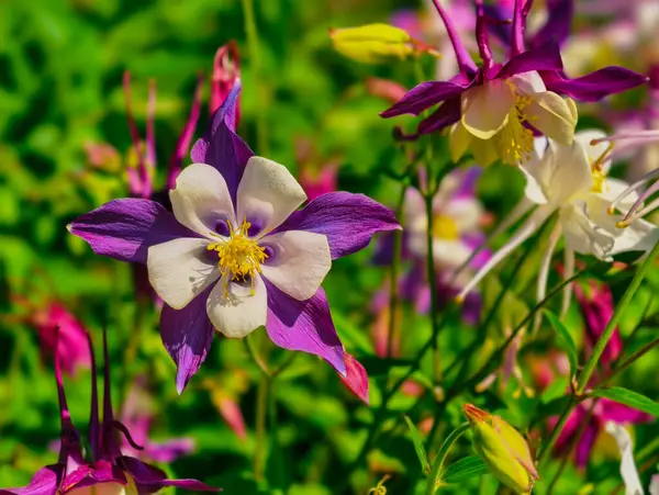Canlı Columbine Çiçekleri 'nin Mor ve Beyaz Yapraklı Yakın Çekimi, Yeşilliğe Karşı, Doğanın Güzelliğini ve Çiçek Çeşitliliğini Kutluyor