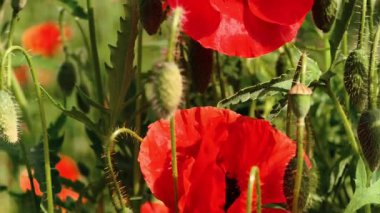 Yaz Çayırında Çiçek Açan Kırmızı Gelincik Yavaş Çekimde 4K 