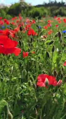 Yaz Çayırında Çiçek Açan Kırmızı Gelincik Yavaş Çekimde Yakın plan