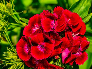 Çarpıcı Kırmızı Dianthus Çiçekleri Kümeleri. Doğanın Çiçek ve Bahçe Fotoğrafçılığı İçin Mükemmel Bir Güzellik Gösterimi