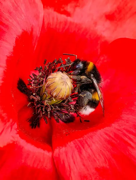 Kırmızı Haşhaş Çiçeğini Tozlaştıran Yabanarısının Yakın Çekimi. Doğanın Etkileşimlerinin Çarpıcı Macro Perspektifi. Dikey Biçim Stok Fotoğrafçılığı 