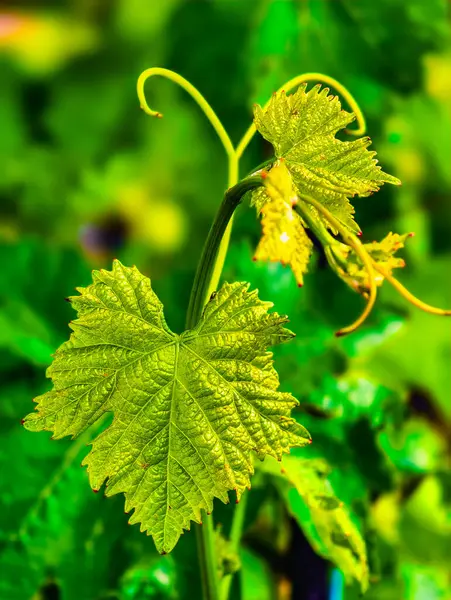 Taze Yeşil Asma Yaprakları ve Hassas Dalları. Doğanın Kapanışı Botanik ve Bahçe Fotoğrafçılığı İçin Mükemmel. Dikey biçim fotoğrafçılığı 