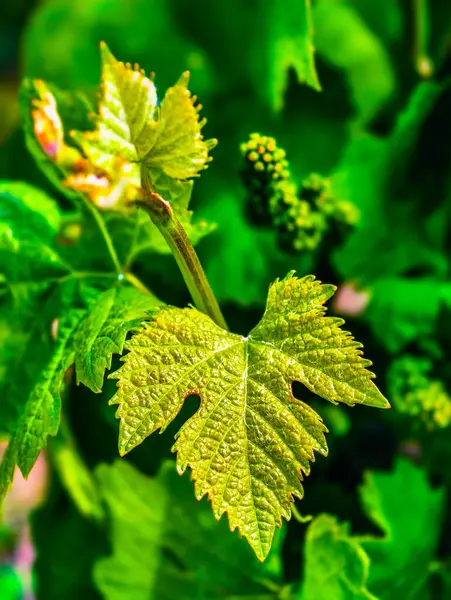 Taze Yeşil Asma Yaprakları ve Hassas Dalları. Doğanın Kapanışı Botanik ve Bahçe Fotoğrafçılığı İçin Mükemmel. Dikey biçim 