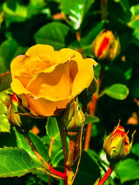 Yeşil Yaprakların Arasındaki Sarı Gül 'ün Muhteşem Yakın Çekimi: Çiçek ve Bahçe Fotoğrafçıları İçin Doğanın Mükemmel Bir Tutkusu. Dikey Fotoğraf