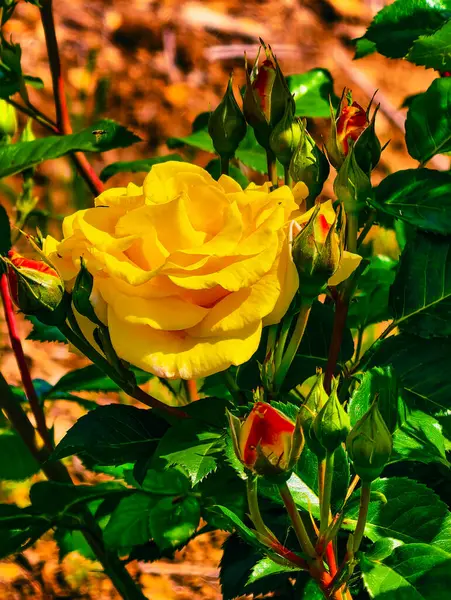 Yeşil Yaprakların Arasındaki Sarı Gül 'ün Muhteşem Yakın Çekimi: Çiçek ve Bahçe Fotoğrafçıları İçin Doğanın Mükemmel Bir Tutkusu. Dikey Fotoğraf 