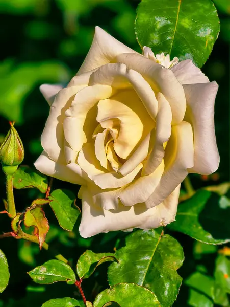 Lush Green Yeşili 'nde Zarif Beyaz Gül: Güzel Bir Çiçeğin Yakın Çekimi, Bahçecilik, Çiçek Teması ve Doğa Fotoğrafçılığı İçin İdeal.