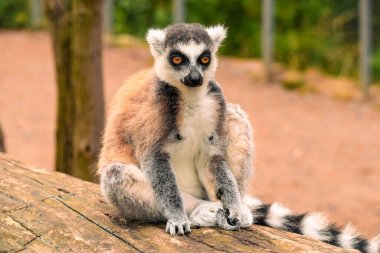 Büyüleyici Halka Kuyruklu Lemur Bir Kütüğün Üzerinde Elegantly Oturuyor: Eşsiz Özellikleri ve Yoğun Turuncu Gözler Işıklandırıyor, Doğal Bir Doğal Doğal Doğal Doğal Doğal Yaşam Fotoğrafına Karşı Ayarlanmış - Çarpıcı Vahşi Yaşam Fotoğrafçılığı