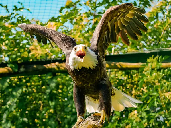 Kanatları tamamen açılmış, gagası çığlıkla açılmış kel bir kartalın yakın plan fotoğrafı. Yeşillik yeşil orman arka planıyla doğal ışık altında yakalanmış. Gücü, özgürlüğü ve Amerikan vatanseverliğini temsil ediyor..