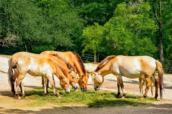 Przewalski 's Horses Grrazing in a Lush Green Landscape: Büyüleyici Doğa Sahnesi Vahşi Yaşam, Binicilik ve Açık Hava Fotoğrafçılığı - Stok Resimleri ve Ticari Kullanım İçin Mükemmel.