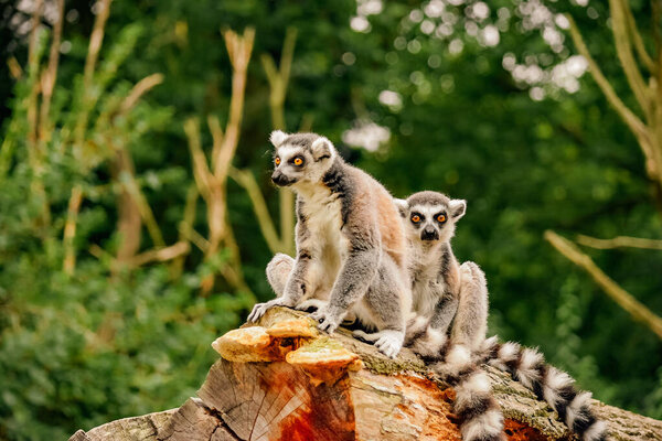 Игривые лемуры с кольцевым хвостом, сидящие на полене: очаровательный крупный план двух любопытных приматов с поразительными глазами и отличительными хвостами на фоне пышной зелени - увлекательная фотография дикой природы