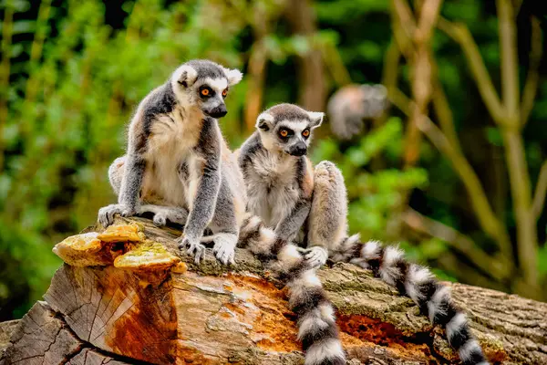 Oyuncu Halka Kuyruklu Lemurlar Kütüğün Üzerinde Oturuyorlar. Çarpıcı Gözler ve Yeşillik Arkaplanına Karşı Ayırt Edici Kuyrukları Olan İki İlginç Maymunun Tapılası Yakın Çekimi