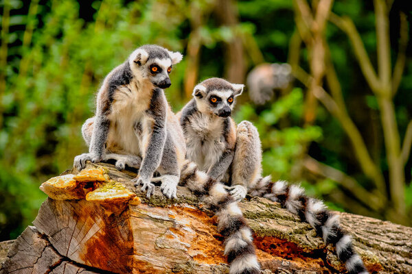 Игривые лемуры с кольцехвостым хвостом, сидящие на полене. Очаровательный крупный план двух любопытных приматов с поразительными глазами и отличительными хвостами на фоне пышной зелени