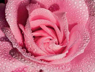 Su damlacıklarıyla kaplı taze çiçek yapraklarının Dew Drops Close-Up Macro 'suyla İnanılmaz Pembe Gül. Romantik Çiçek Doğası Arkaplanı 