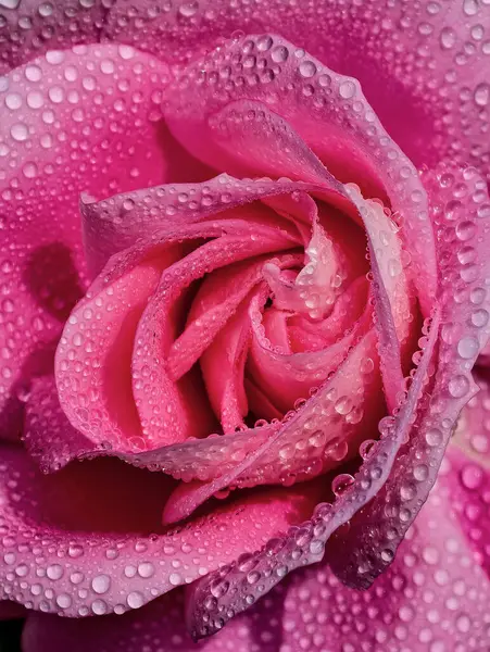 Su damlacıklarıyla kaplı taze çiçek yapraklarının Dew Drops Close-Up Macro 'suyla İnanılmaz Pembe Gül. Romantik Çiçek Doğası Arkaplanı 