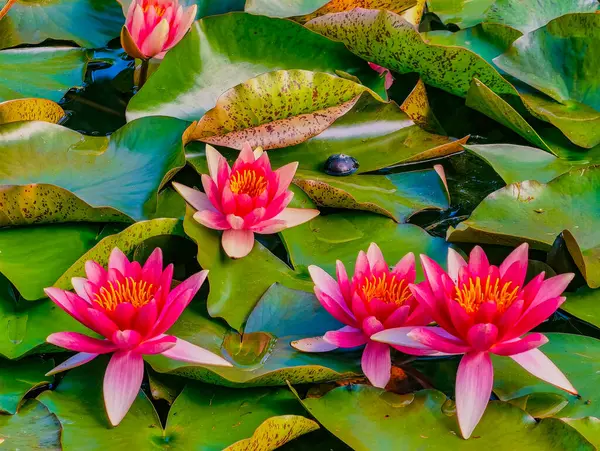 Canlı pembe nilüferlerin büyüleyici yakın çekimi dingin bir gölette çiçek açıyor. Zengin renkleri ve karmaşık taç yaprakları yemyeşil nilüferlerle çok güzel zıtlaşır.. 