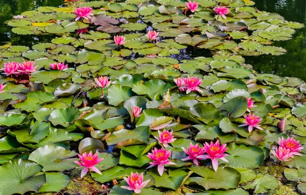 Sakin bir gölette çiçek açan canlı pembe nilüferlerin huzurlu manzarası. Görüntü, yemyeşil nilüferlerle çevrili su bitkilerinin doğal güzelliklerini yakalıyor.