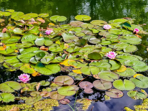 Sakin bir gölette açan pembe nilüferlerin huzurlu manzarası. Görüntü, sudaki doğal güzellikleri yakalıyor. Etrafı yemyeşil zambaklarla çevrili. Huzurlu bir yaz atmosferini yansıtıyor.