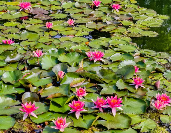 Sakin bir gölette çiçek açan canlı pembe nilüferlerin huzurlu manzarası. Görüntü, yemyeşil nilüferlerle çevrili su bitkilerinin doğal güzelliklerini yakalıyor. Stok fotoğrafı 