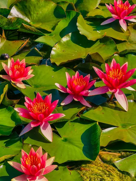 Canlı pembe nilüferlerin büyüleyici yakın çekimi dingin bir gölette çiçek açıyor. Zengin renkleri ve karmaşık taç yaprakları yemyeşil nilüferlerle çok güzel zıtlaşır.