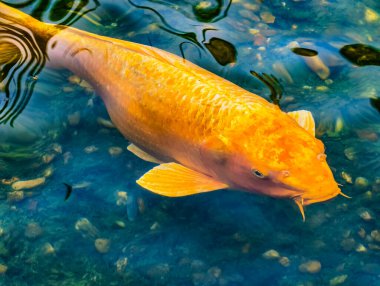 Berrak sularda zarifçe yüzen altın balıklar dilekleri ve hayalleri sembolize ediyor. Bu büyüleyici koi pırıl pırıl pulları ve dingin varlığıyla bir sihir hissi uyandırıyor. 