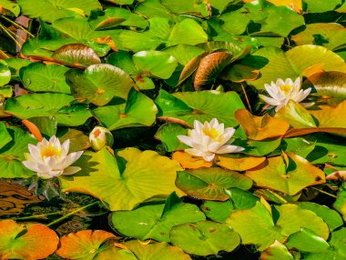 Serene Water Lily Pond: Canlı Yeşil Zambak Pedleri ve Narin Beyaz Çiçekler Huzurlu Doğal Ayarlarda, Doğa, Sağlık ve Rahatlama Teması İçin Mükemmel