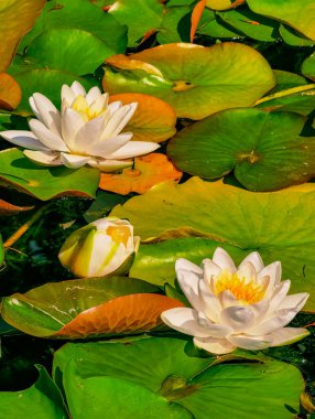 Serene Water Lily Pond: Canlı Yeşil Zambak Pedleri ve Narin Beyaz Çiçekler Huzurlu Doğal Ortam, Doğa İçin Mükemmel, Sağlık ve Rahatlama Teması. Dikey Stok Fotoğrafı 