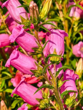 Canlı pembe çan çiçekleri Sunny Meadow 'da çiçek açıyor. Narin Yapraklar, Yeşillik, Botanik Sanatı için Mükemmel Bahar Çiçeği Sahnesi, Bahçe Dekorasyonu Doğa Esintisi Duvar İzleri. Stok Fotoğrafı
