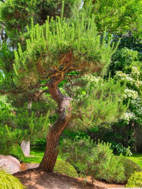 Serene Garden Setting 'deki zarif Japon Çam Ağacı Çarpık Gövde ve gür Yeşil İğneler Canlı Yapraklar Ortasında, Peyzaj Sanatı, Zen Bahçesi Fotoğraf Tasarımı ve Doğa Tasarımı İçin Mükemmel
