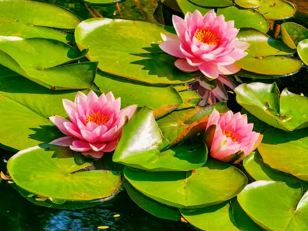 Güzel Su Zambağı Havuzu: Canlı Yeşil Zambak Pedleri ve Narin Pembe Çiçekler Huzurlu Doğal Ortam, Doğa, Refah ve Rahatlama Teması İçin Mükemmel.