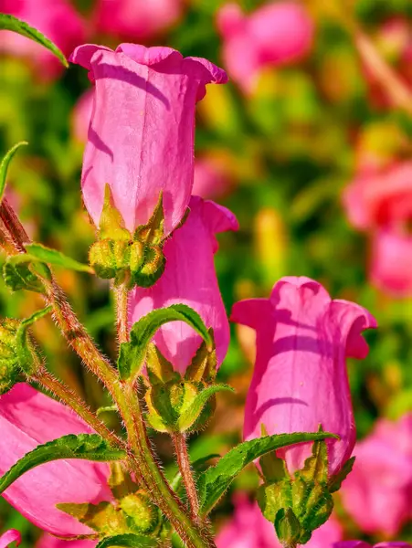 Canlı Pembe Çan Çiçeği Sunny Meadow Çiçekleri Narin Yapraklar, Berrak Yeşillikler Botanik Sanatı, Bahçe Dekorasyonu ve Doğa İlham Veren Duvarlar İçin Mükemmel Bahar Çiçek Sahnesi. 