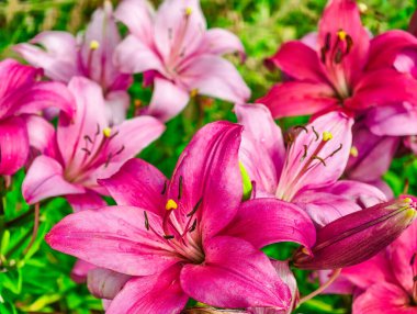 Canlı Pembe Lily Özgeçmişi - Telefonlar, Tabletler, TV 'ler, Sosyal Medya, Pazarlama, Yaratıcı Web Tasarımı için Şaşırtıcı Yüksek Res Duvar Kağıdı - Doğa Çiçeği Dekorasyonu