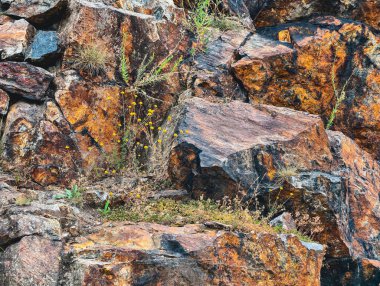 Kırsal Taş Duvarda Büyüyen Çiçekler: Yüksek Çözünürlüklü Doğa Arka planı Duvarlar İçin Mükemmel, Çevre dostu Pazarlama ve Kırsal Ev Dekorasyonu - Doğanın Dayanıklılığını Yakalıyor 