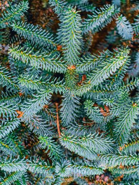 Yeşil-mavi ve turuncu tonlu soyut Evergreen İğne Arkaplanı. Telefonlar, Tabletler, TV 'ler, Sosyal Medya, Pazarlama, Reklamlar ve Web Tasarımı İçin Mükemmel Yüksek Res Duvar Kağıdı