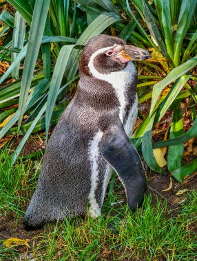 Cazibeli Penguen Yeşilliğin Arasında - Doğayı Sevenler İçin Mükemmel Vahşi Yaşam Fotoğrafçılığı, Çevre dostu Kampanyalar ve Çevresel İçerik