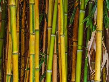 Bambu Takipleri Doğal Yeşil ve Sarı Bambu Doku, Canlı Yüksek Çözünürlüklü Duvar Kağıdı Botanik Arkaplanı, Çevre Tasarımı, Web, Reklamcılık, Sosyal Medya ve Pazarlama