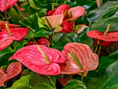 Yeşil yapraklı güzel kırmızı Anthurium çiçekleri. Sersemletici Dijital Yaratımlar, Duvar kağıtları ve Pazarlama Uygulamaları için Yüksek Çözünürlüklü Çiçek Arkaplanı