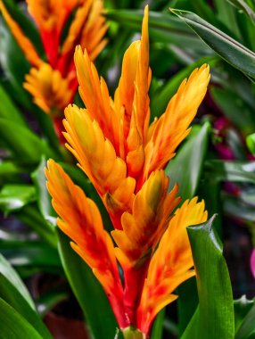 Turuncu ve Sarı Bromeliad çiçeklerine karşı yemyeşil yapraklar. Şaşırtıcı Duvar kağıtları ve Yaratıcı Dijital Projeler için Yüksek Çözünürlüklü Çiçek Arkaplanı